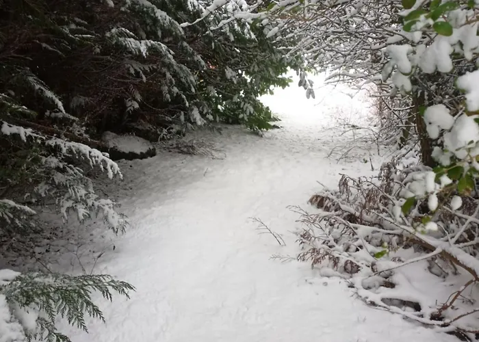 Grubhof Treetops * ザンクト・マルティン・バイ・ローファー